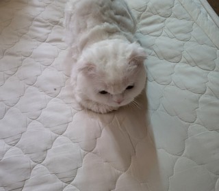 스코티쉬 폴드 무료분양