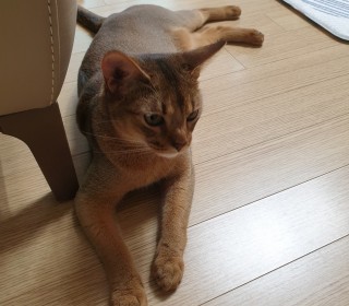 아비시니안 무료분양