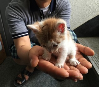 한국 고양이 무료분양