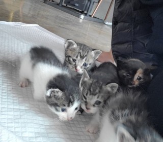 한국 고양이 무료분양