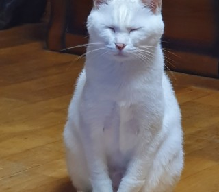 기타 무료분양