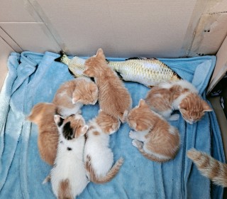 한국 고양이 무료분양