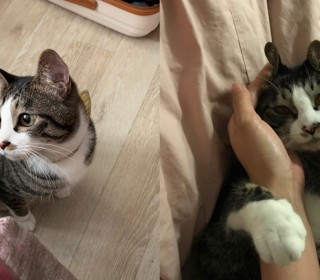 한국 고양이 무료분양