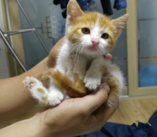 한국 고양이 무료분양