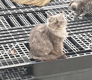 기타 무료분양