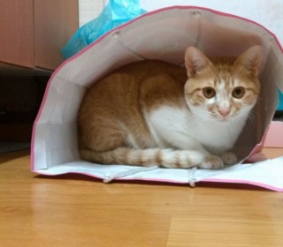 한국 고양이 무료분양