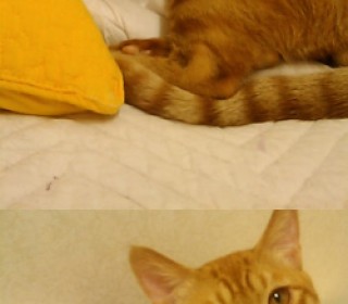 한국 고양이 무료분양