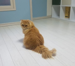 페르시안 무료분양
