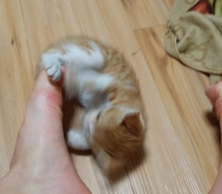 한국 고양이 무료분양
