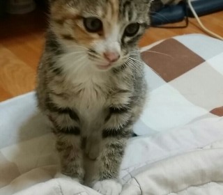 한국 고양이 무료분양