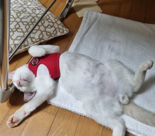 한국 고양이 무료분양