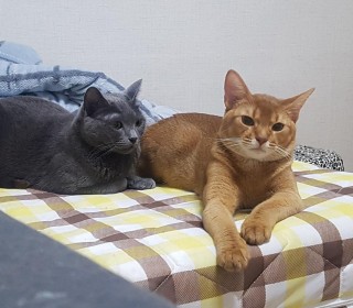 러시안 블루 무료분양