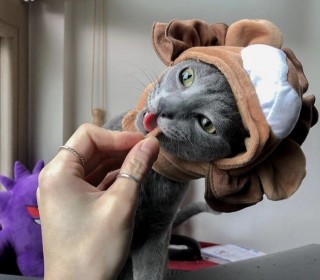 러시안 블루 무료분양