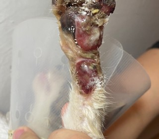 아메리칸 숏헤어 무료분양