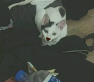 한국 고양이 무료분양