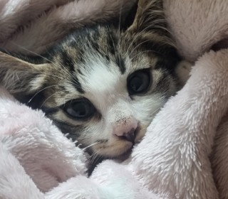 한국 고양이 무료분양