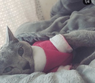러시안 블루 무료분양