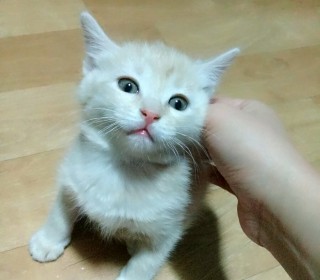 터키쉬앙고라 무료분양