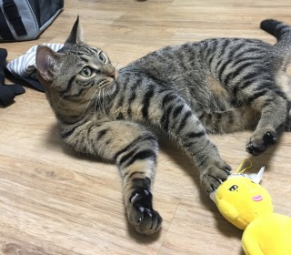 아메리칸 숏헤어 무료분양