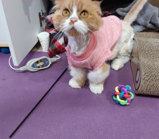 기타 무료분양