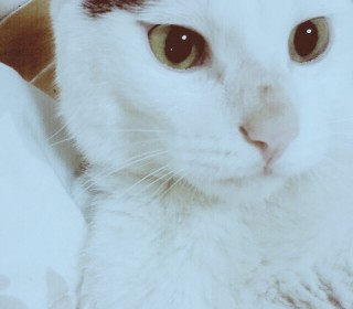 기타 무료분양