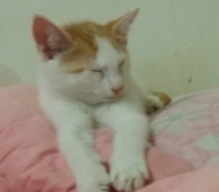 한국 고양이 무료분양