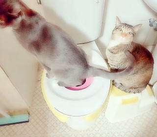 러시안 블루 무료분양