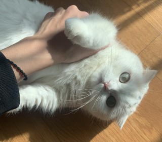 스코티쉬 폴드 무료분양