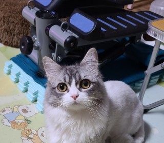 기타 무료분양