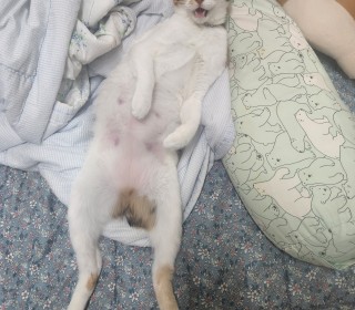 한국 고양이 무료분양