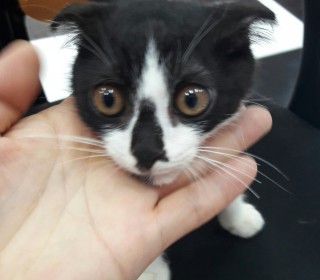 기타 무료분양