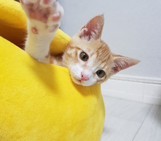 한국 고양이 무료분양