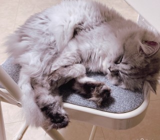 페르시안 무료분양