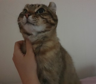 기타 무료분양