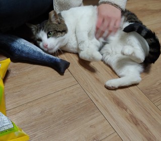 한국 고양이 무료분양