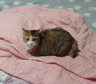한국 고양이 무료분양