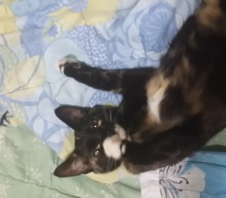 기타 무료분양