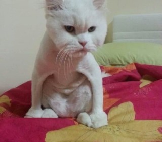 터키쉬앙고라 무료분양