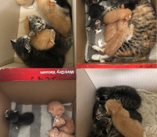 한국 고양이 무료분양