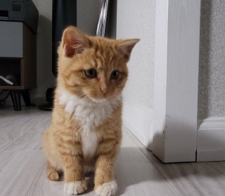 기타 무료분양