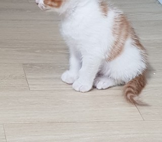 한국 고양이 무료분양