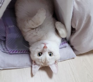 기타 무료분양
