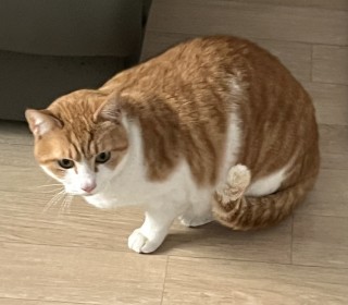 한국 고양이 무료분양