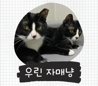 한국 고양이 무료분양
