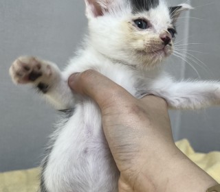 한국 고양이 무료분양