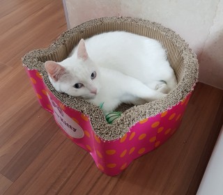  무료분양