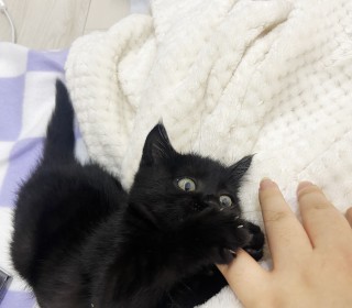한국 고양이 무료분양