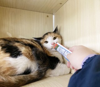 한국 고양이 무료분양
