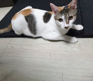 한국 고양이 무료분양