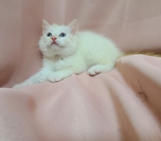 렉돌 무료분양
